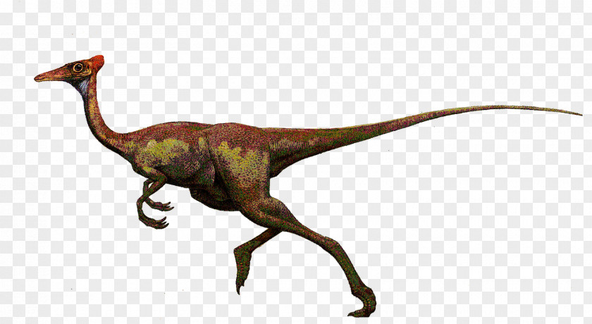 Iguana Velociraptor Limusaurus Dinosaur Ceratosauria Tyrannosaurus PNG