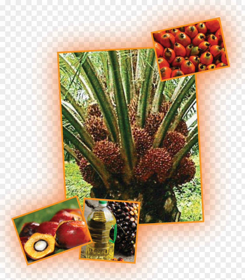 Oil Palms Plantation Waqf Coconut Vegetable PNG