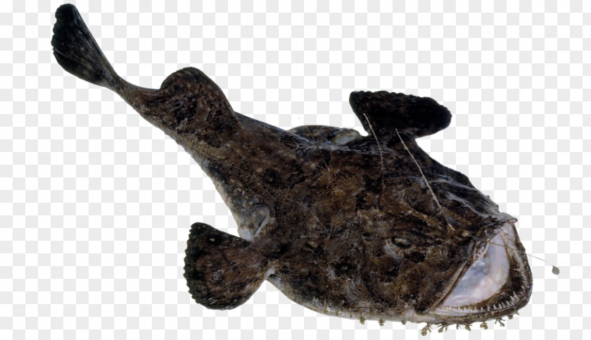 Species Anglerfish Turbot Seafood PNG
