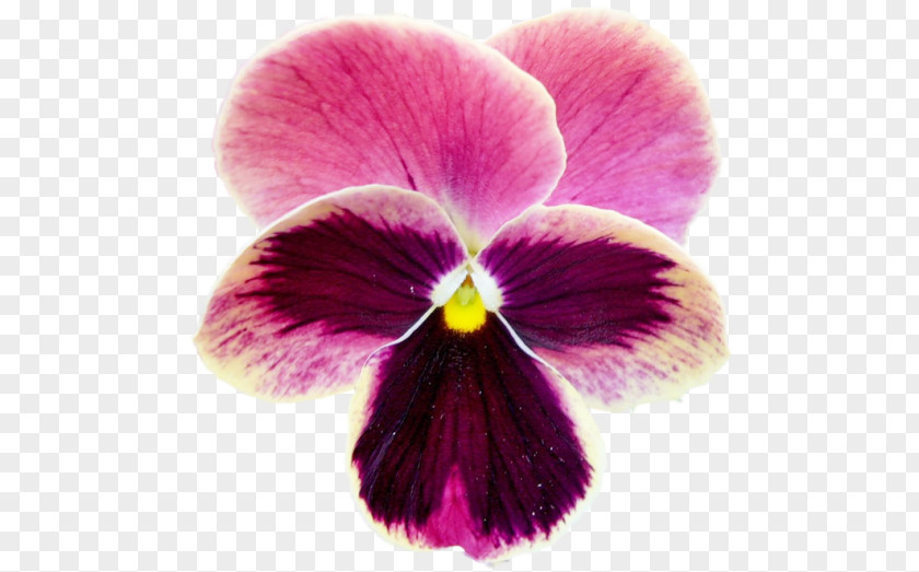 Violet Pansy Moth Orchids Close-up PNG