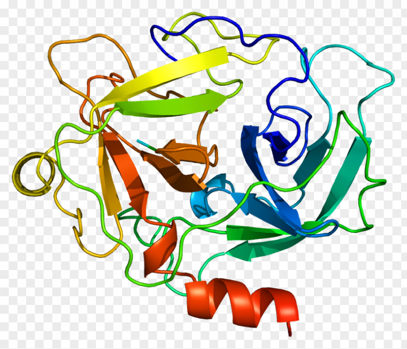 Cathepsin G Serine Protease Chymotrypsin PNG