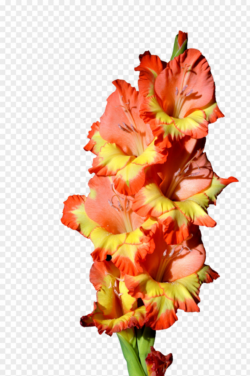 Gladiolus Flower Clip Art PNG