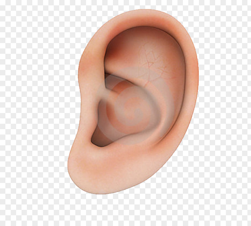Human Ear Structure Earring PNG