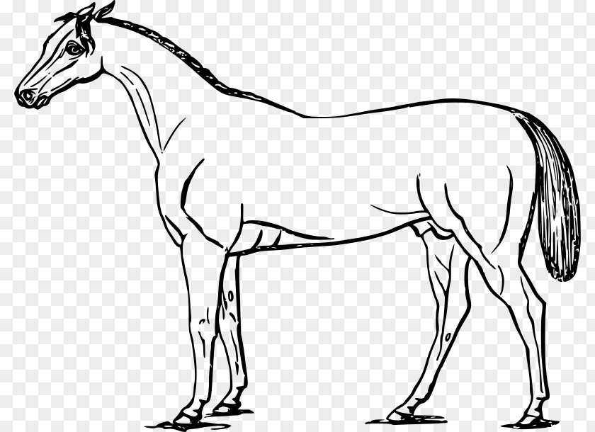 Mustang American Paint Horse Drawing Clip Art PNG