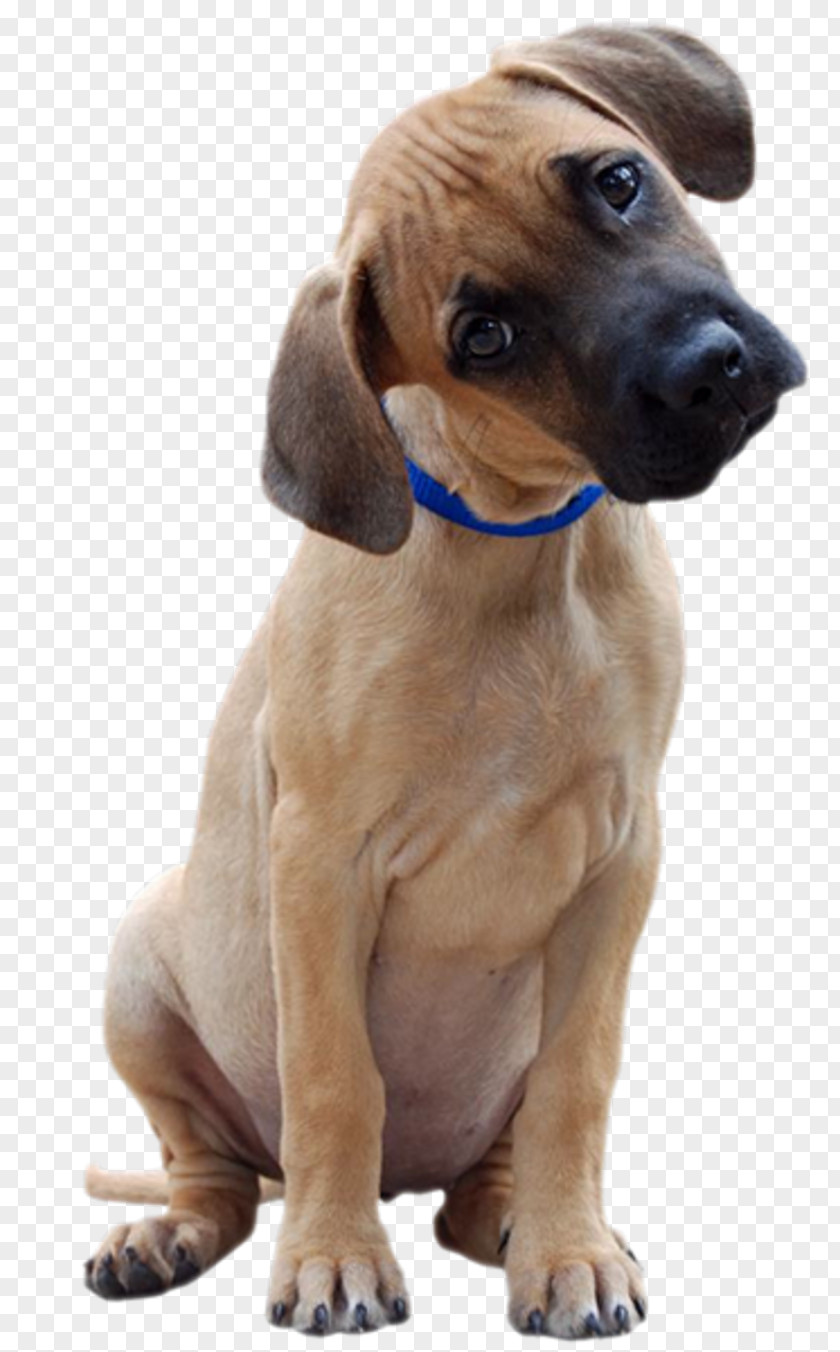 Puppy Dog Breed Black Mouth Cur Dalmatian Animaatio PNG