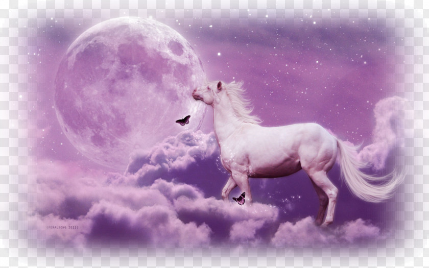 Unicorn Desktop Wallpaper Arabian Horse Download PNG