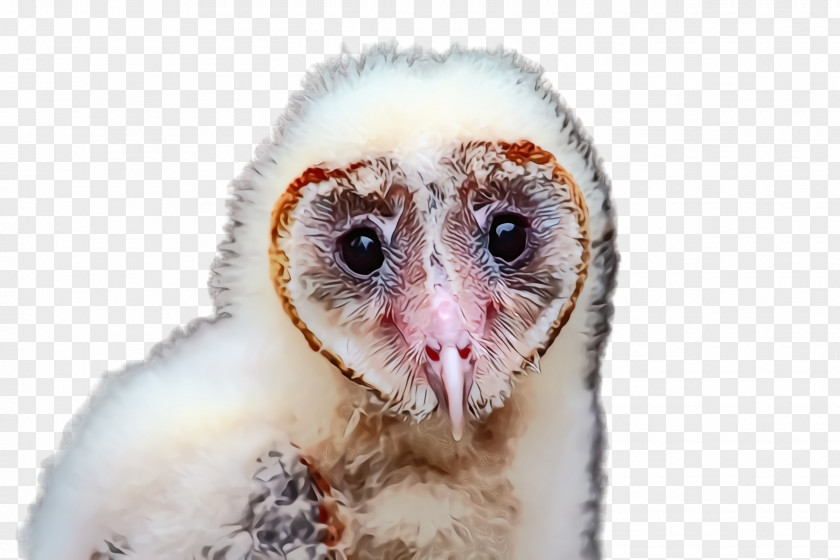 Bird Of Prey Wildlife Barn Owl Eye Beak PNG