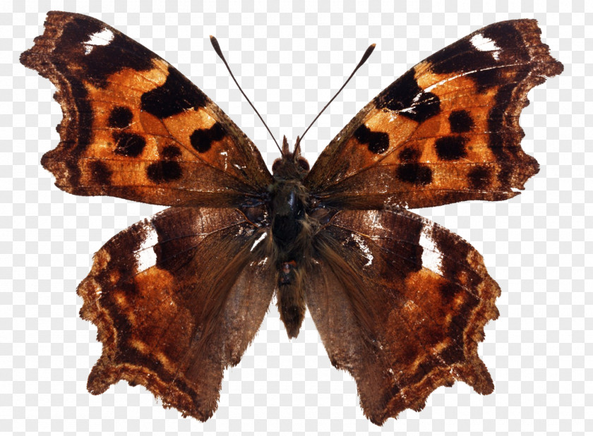 Butterfly Nymphalis Vaualbum Kaniska Canace Vanessa Indica Aglais Io PNG