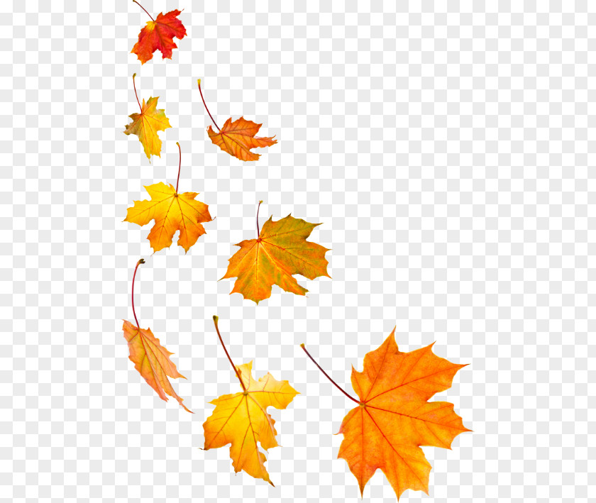 Leaf Stock Photography Maple Autumn Color PNG