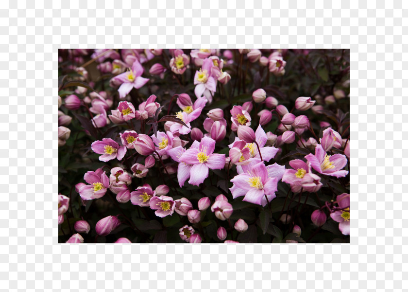 Plant Anemone Clematis 'Fragrant Spring' Vine Shrub PNG