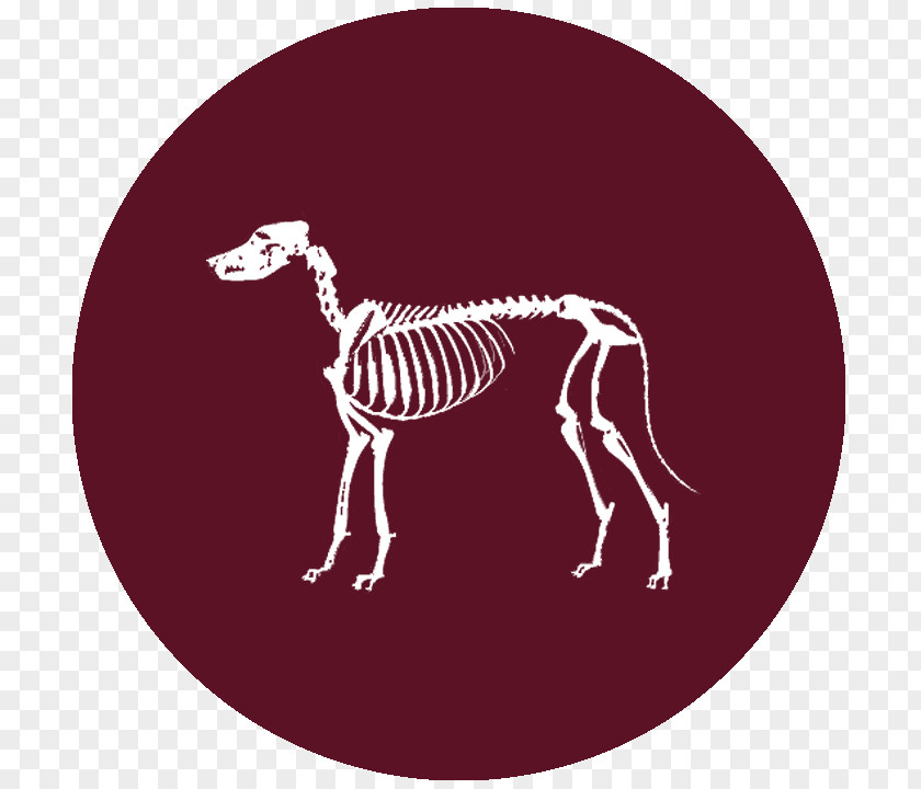 Alternative Medicine Giraffe Horse Deer Neck PNG