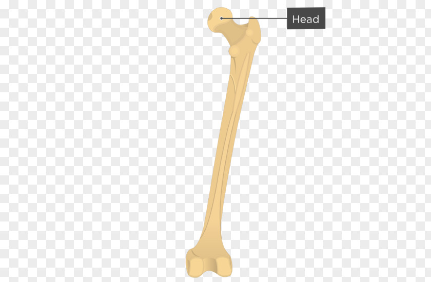 Femur Gluteal Tuberosity Muscles Quadratus Femoris Muscle Bone PNG