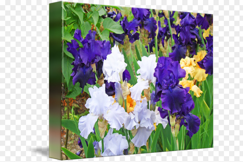 Iris Flower Orris Root Oil Annual Plant PNG