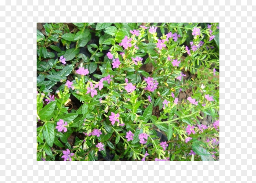 Plant Winter Heath False Heather Brezo Groundcover PNG