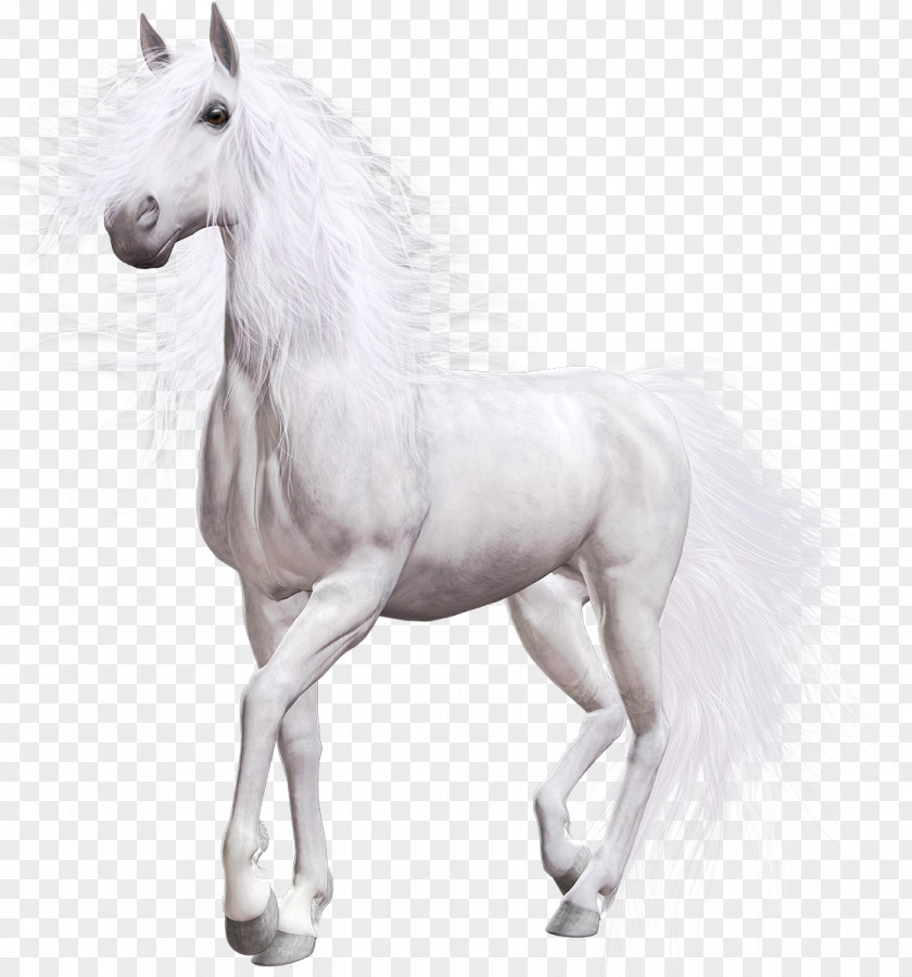 American Paint Horse Pony White Clip Art PNG