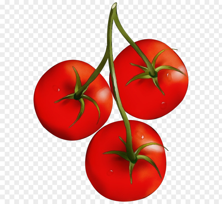 Bush Tomato Vegetable PNG