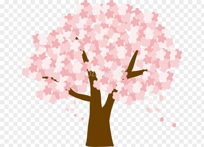 Cherry Blossom Sakura Spring PNG