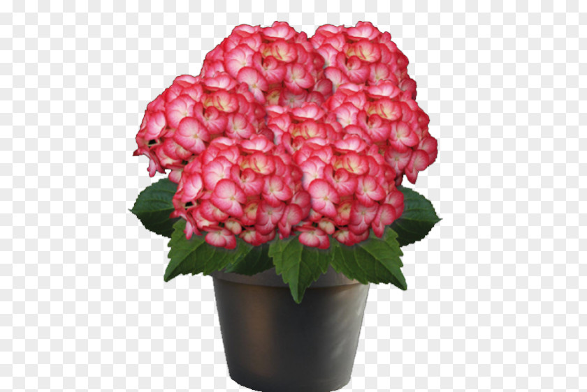 Hydrangea Plant Garden Shrub Flowerpot PNG