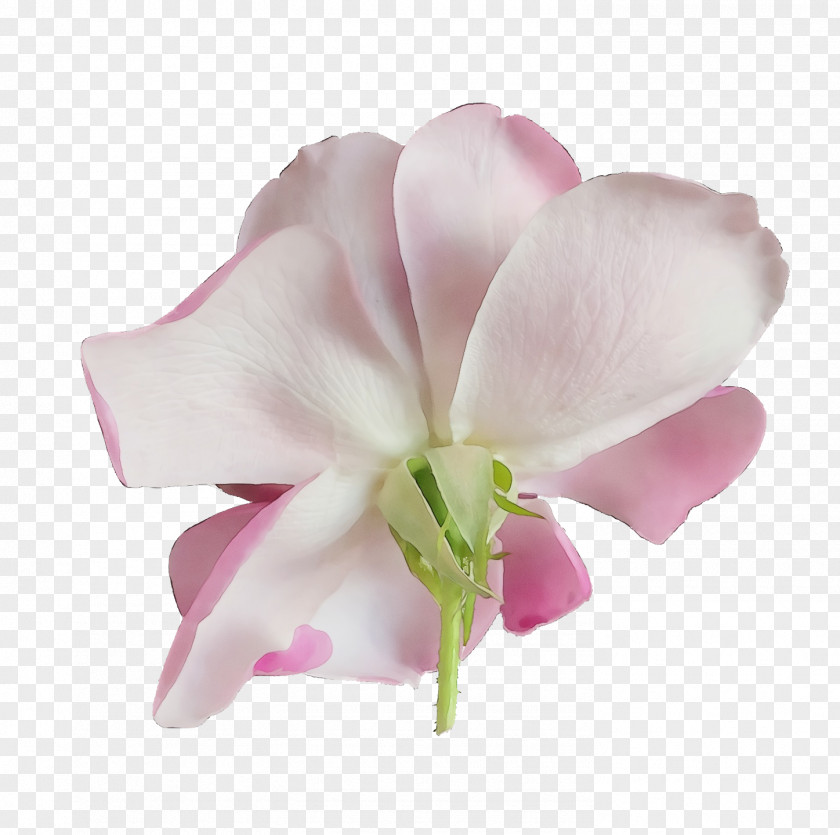 Moth Orchids Cut Flowers Petal Herbaceous Plant Pink M PNG