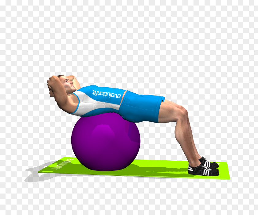 Yoga Ball Exercise Balls Pilates Crunch Rectus Abdominis Muscle PNG