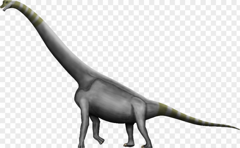 Celsius Brachiosaurus Argentinosaurus Dinosaur Size Amphicoelias Morrison Formation PNG
