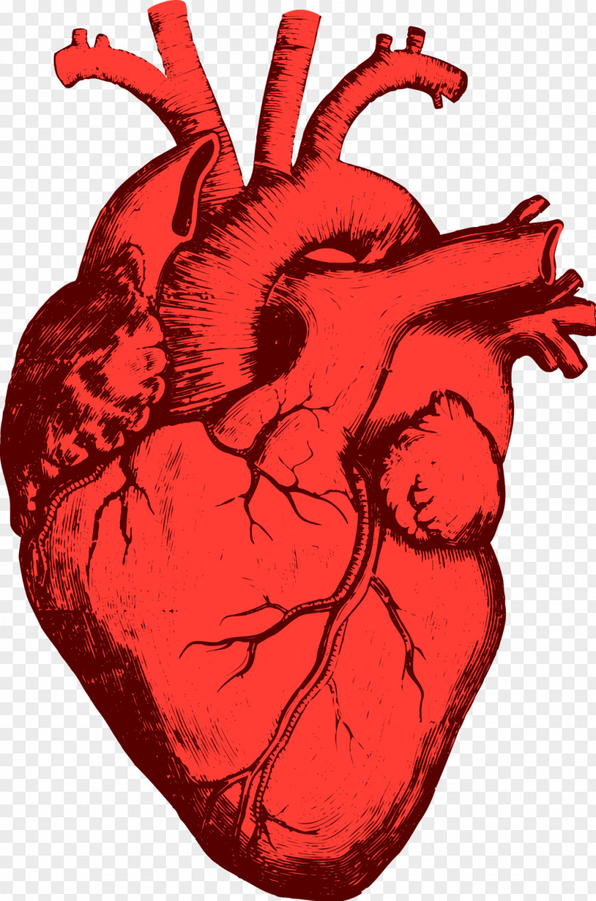 Heart Clip Art Vector Graphics Drawing PNG