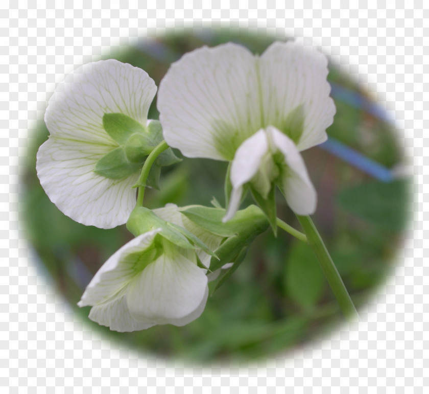 Pea Flowering Plant Violet Family PNG