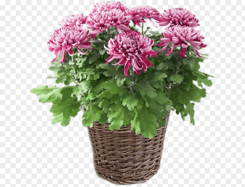 Plant Houseplant Chrysanthemum ×grandiflorum Cut Flowers Dahlia PNG