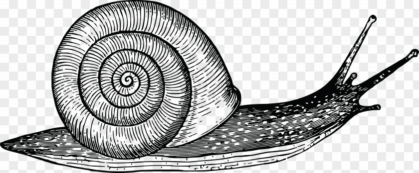 Snail Gastropods Drawing Gastropod Shell Cornu Aspersum PNG