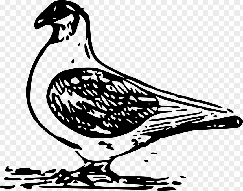Bird Columbidae Domestic Pigeon Clip Art PNG