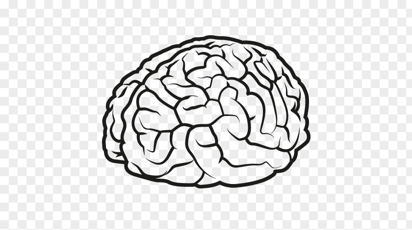 Brain Human Drawing Agy PNG