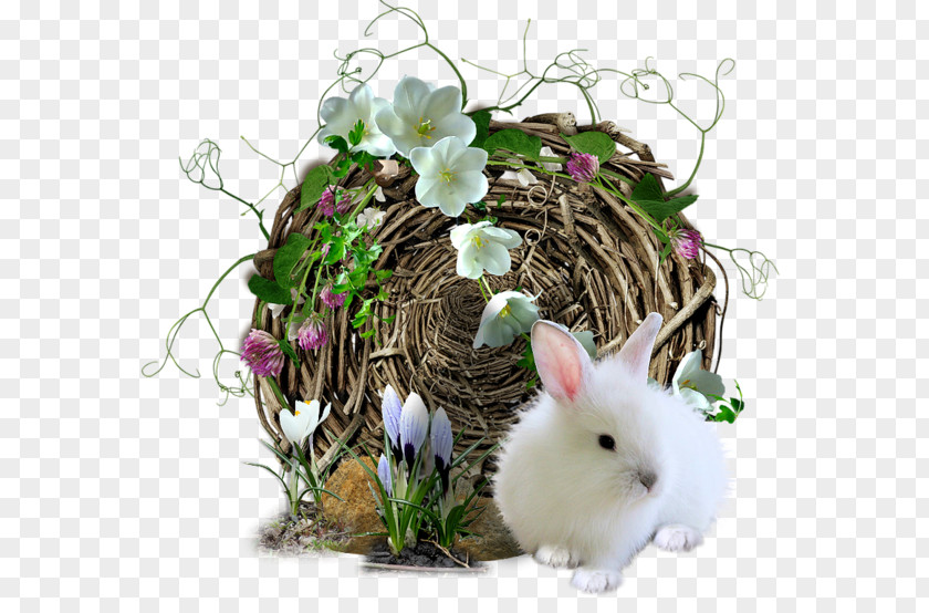 Cute Rabbit Easter Bunny Domestic PNG