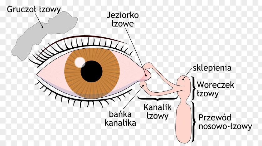 English Letters Design Dry Eye Syndrome Lacrimal Gland Sac Tears Apparatus PNG
