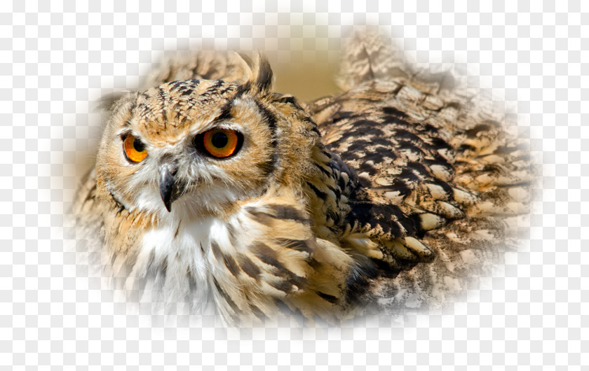 Owl Indian Eagle-owl Bird Desktop Wallpaper Eurasian PNG