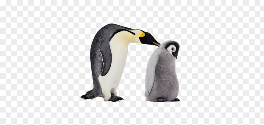 Penguin King Emperor Gentoo Antarctic PNG