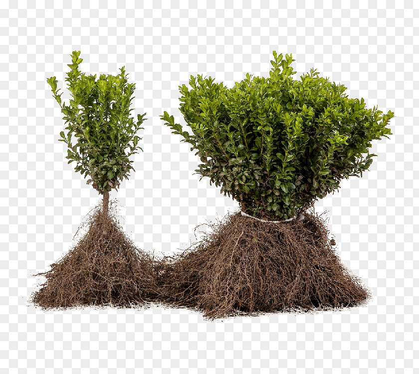 Tree Shrub Evergreen Flowerpot Herb PNG