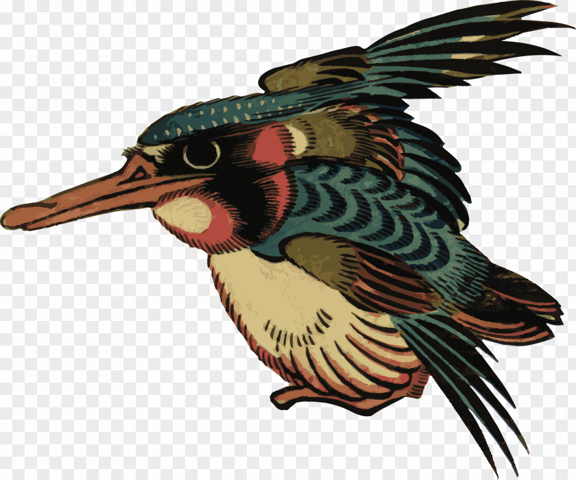 Bird Beak Kingfisher Clip Art PNG