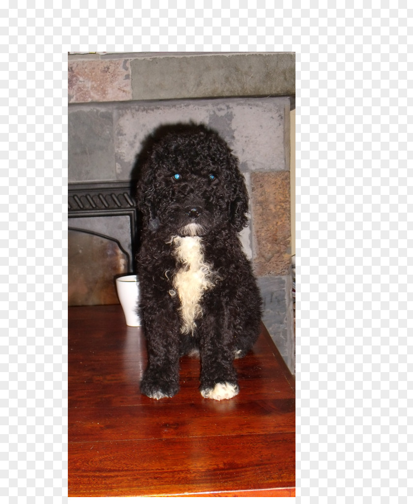 Puppy Irish Water Spaniel Barbet Portuguese Dog Spanish Lagotto Romagnolo PNG