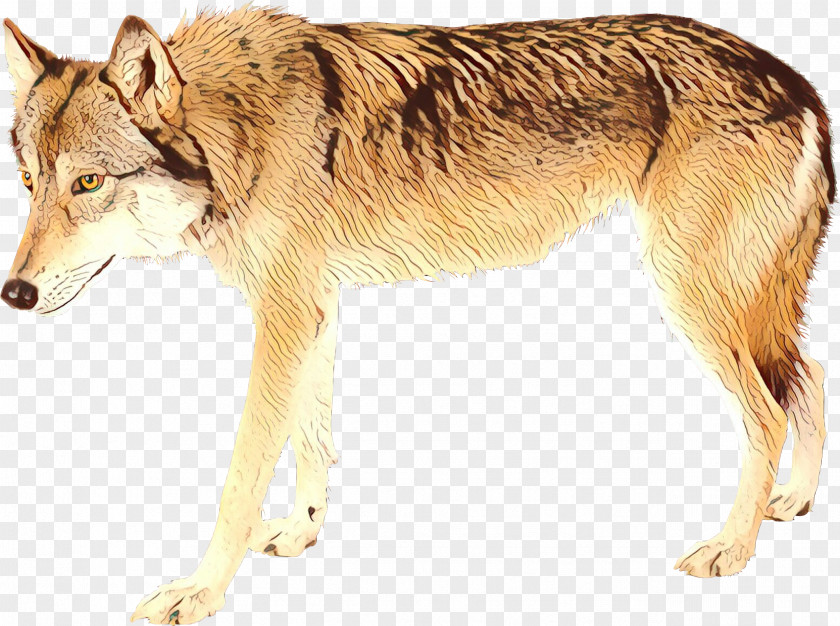 Saarloos Wolfdog Czechoslovakian Tamaskan Dog Seppala Siberian Sleddog Breed PNG