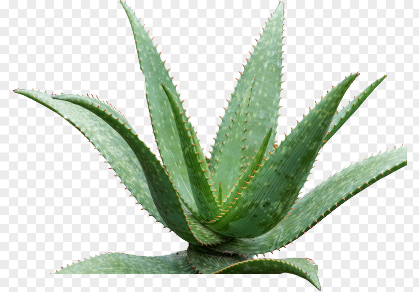 Agave Plant Aloe Vera Queen Victoria Azul Medicinal Plants PNG