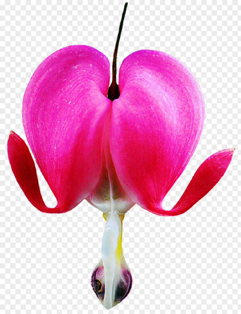Flower Asian Bleeding-heart Dicentra Bicuculline Seed PNG