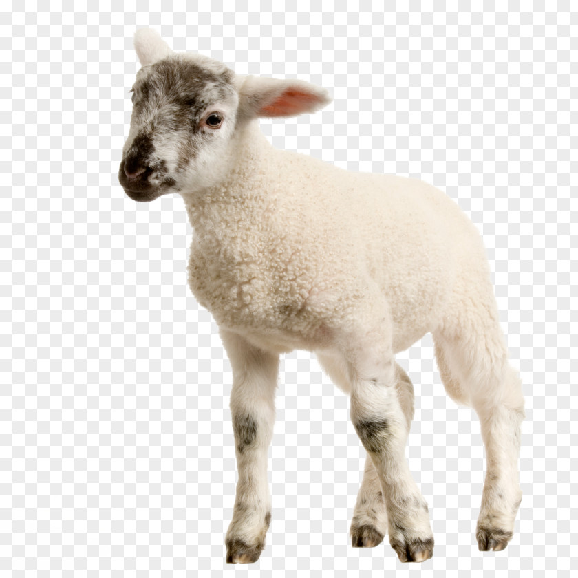 Sheep Lamb And Mutton Stock Photography Goat PNG