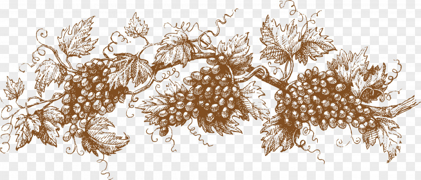 Vector Grapes Grape Drawing Graphic Design Illustration PNG