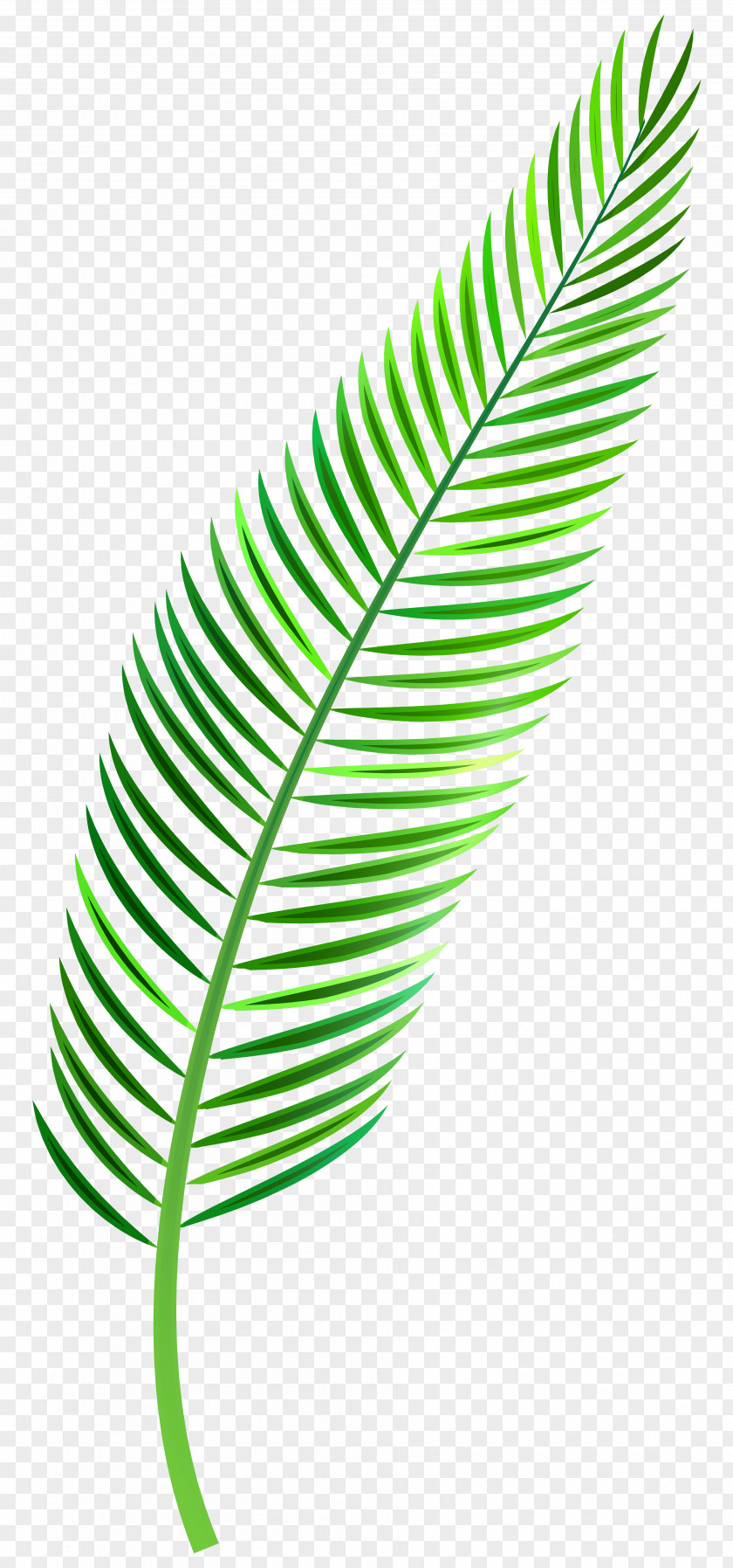 Palm Leaves Branch Palm-leaf Manuscript Clip Art PNG
