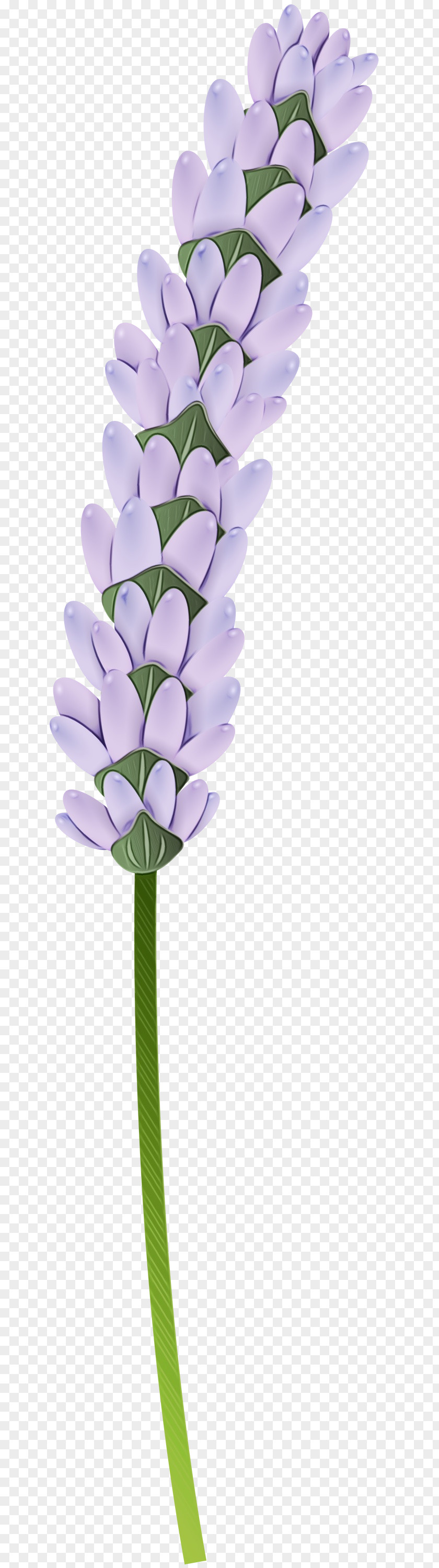 Tulip Plant Stem Lavender PNG