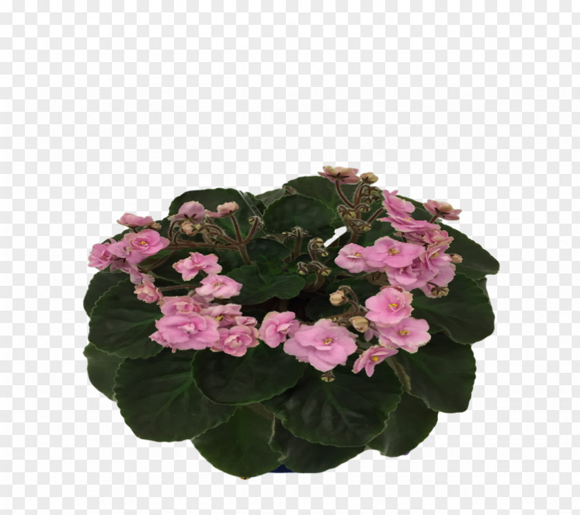 Violet African Violets Society Of America Flowerpot Impatiens Walleriana PNG