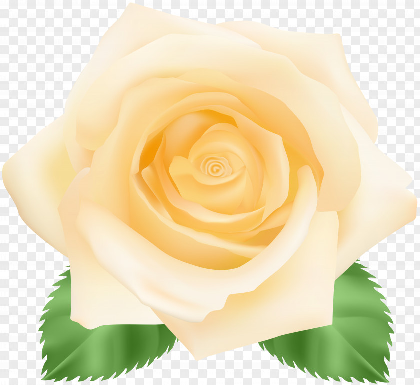 Yellow Rose Clip Art Image Garden Roses Centifolia Floribunda Petal Flower PNG