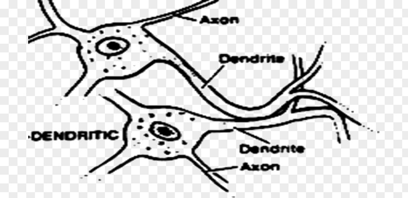 Chemical Synapse Electrical Dendrodendritic /m/02csf Synaptogenesis Carnivores PNG