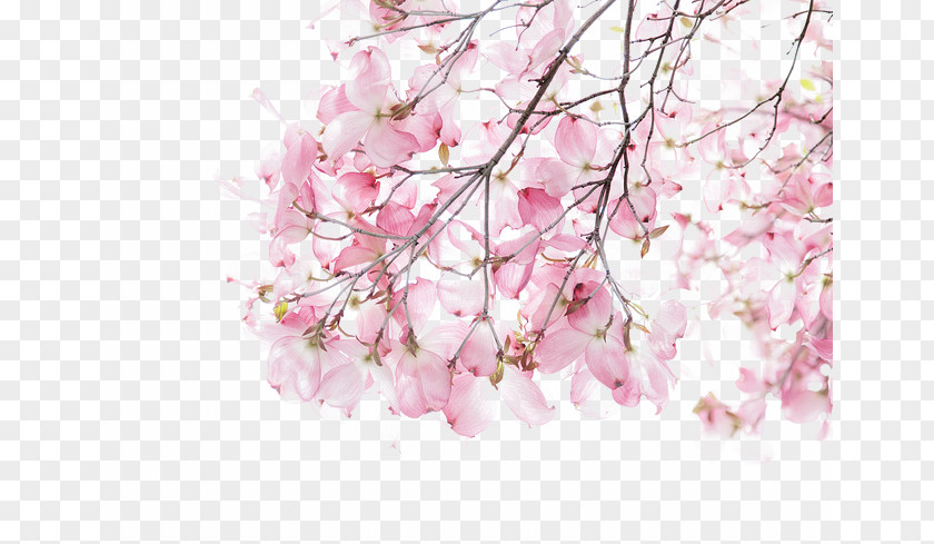 Cherry Blossoms Watercolor Painting Illustration PNG