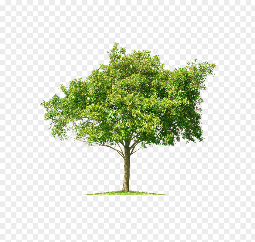 Ue Stock Photography Tree Mangifera Indica PNG